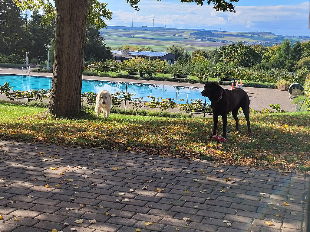 hundeschwimmen 2025 01 1024