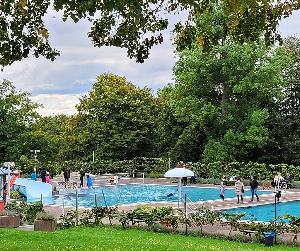 hundeschwimmen 2025 02 1024